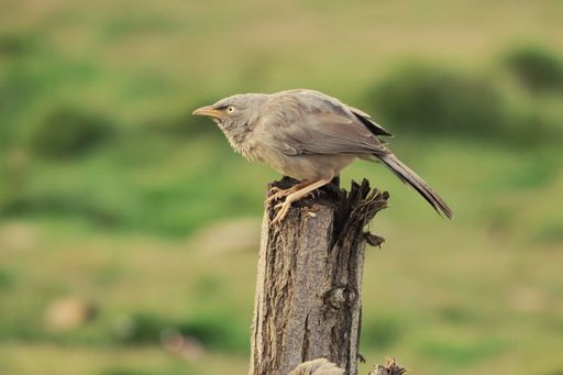 A soft focus of a jungle babbler perched on a wood against a blurry field