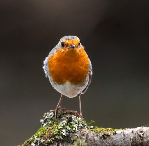 A European robin sitting on a tree branch