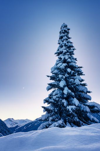 Evergreen tree covered in snow on mountain slope, under a moonlit sky