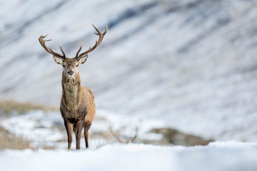 A red deer stag in the snowy Scottish landscape of Cairngorms