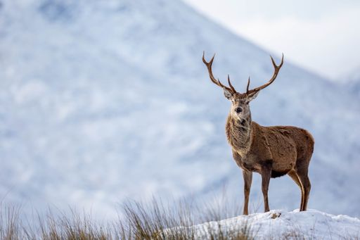 A red deer stag in the snowy Scottish landscape of Cairngorms