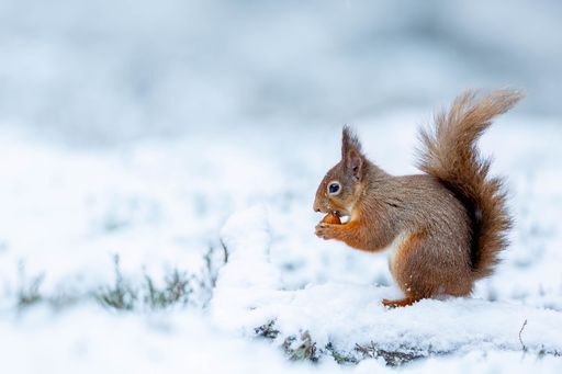 A Red Squirrel in the Snow Cairngorms