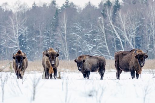 A scenic view of bison herd strolling on snowy field by trees in Poland