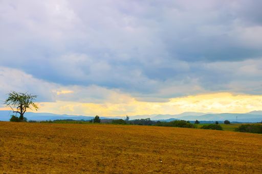 A solitary tree stands tall amidst a vast expanse of barren brown earth in a field