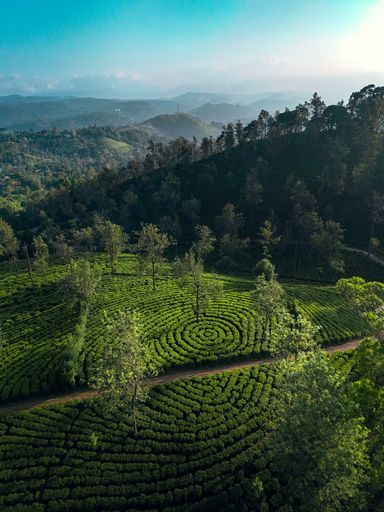 A vast expanse of lush green tea plantations adorning a rolling hillside, complemented by scattered trees