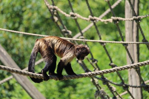 A closeup shot of a tufted capuchin or brown capuchin (Sapajus apella) on the rope