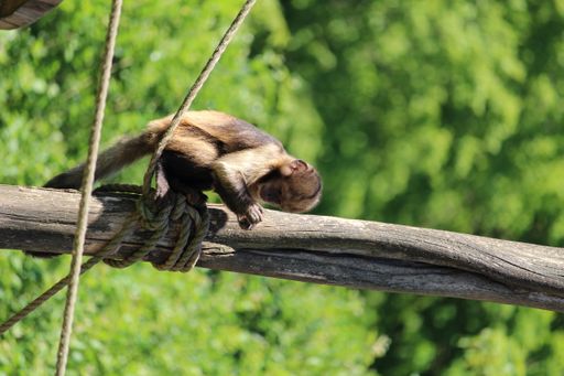 A closeup shot of a tufted capuchin or brown capuchin (Sapajus apella) on a tree