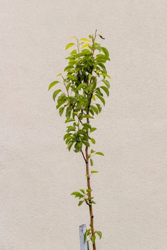 A vertical shot of a green plant against a wall - great for wallpaper