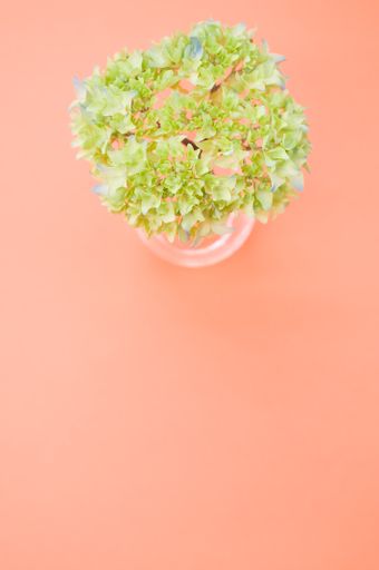 A vertical shot of french hydrangea buds in a vase on an orange surface with space for text