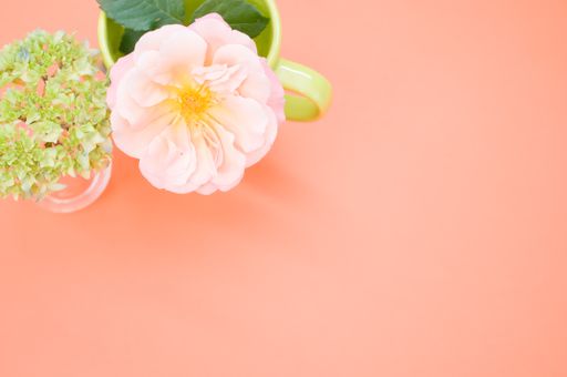 A high angle shot of a garden rose in a cup with french hydrangea buds in a vase on an orange surface