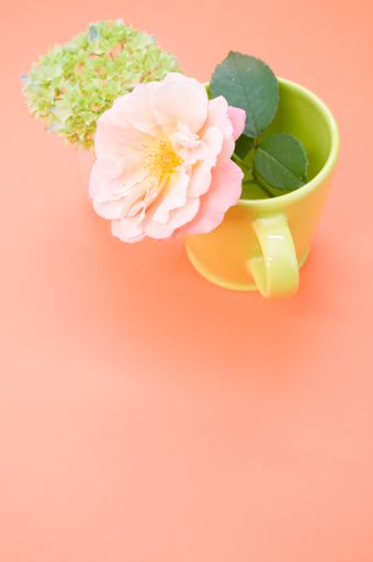 A vertical shot of a garden rose in a cup with french hydrangea buds in a vase on an orange surface