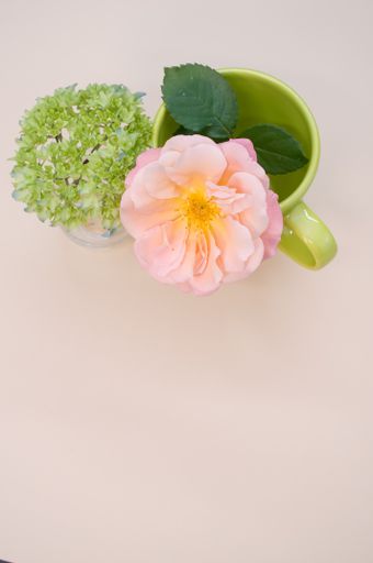 A vertical shot of a garden rose in a cup with french hydrangea buds in a vase on a light brown surface