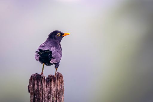 A Male Blackbird Turdus merula perched on wooden post in lush green setting