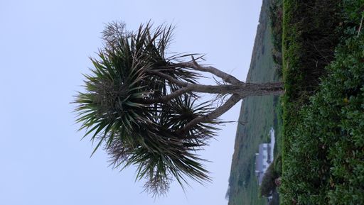 A vertical shot of a growing tree with bushes in the foreground