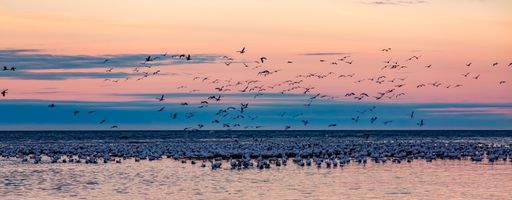 A large flock of birds soaring over the sea during twilight