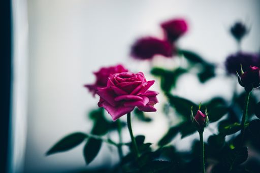 Several red roses next to each other behind a white wall