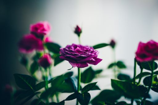 Several red roses next to each other behind a white wall