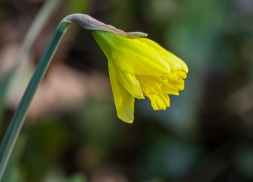 A close-up of vibrant yellow Daffodil blooming on grass stem