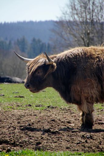 A vertical shot of highland cattle in the field under sunlightbreed