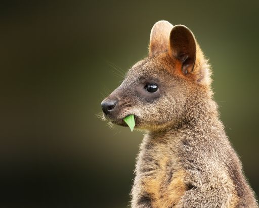 A closeup shot of a baby wallaby eating a green leaf