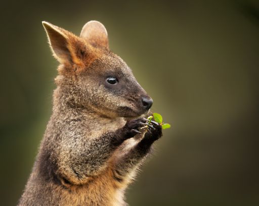 A closeup shot of a cute baby wallaby holding a green leaf