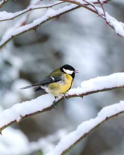 A closeup shot of a great tit perched on a snow-covered tree branch