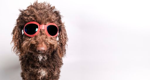Brown dog wearing pink sunglasses on its eyes and tongue