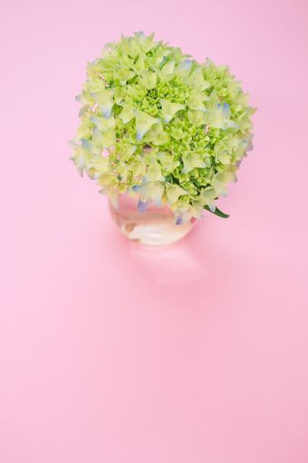 A vertical shot of french hydrangea buds in a vase on a pink surface with space for text