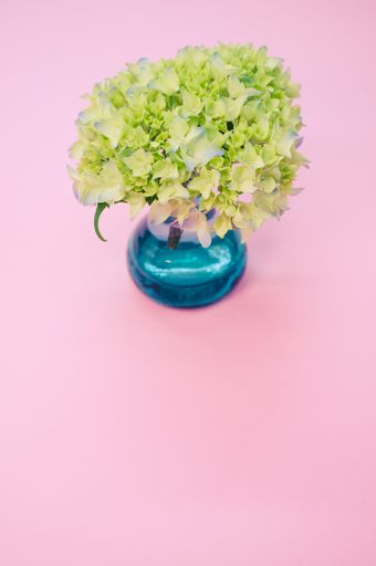 A vertical shot of french hydrangea buds in a vase on a pink surface with space for text