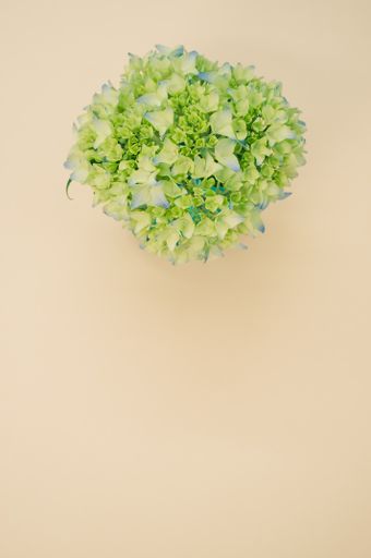 A vertical shot of french hydrangea buds in a vase on a light brown surface with space for text