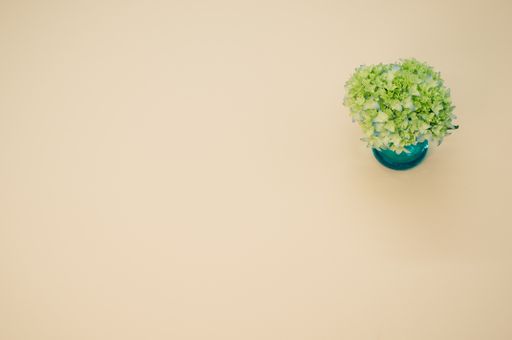 A closeup of french hydrangea buds in a vase on a light brown surface with space for text