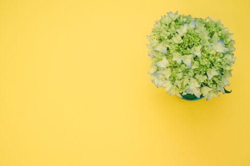 A top view of french hydrangea buds in a vase on a yellow surface with space for text