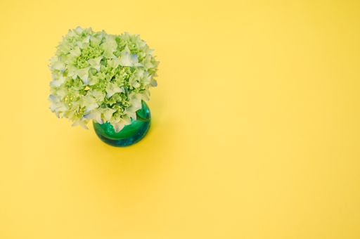 A high angle shot of french hydrangea buds in a vase on a yellow surface with space for text