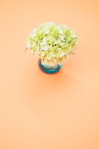 A vertical shot of french hydrangea buds in a vase on an orange surface with space for text