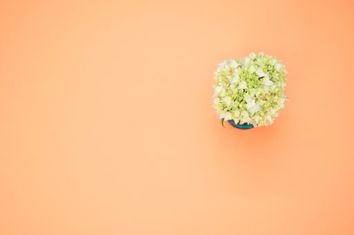 A top view of french hydrangeas in a vase on a beige surface with space for text