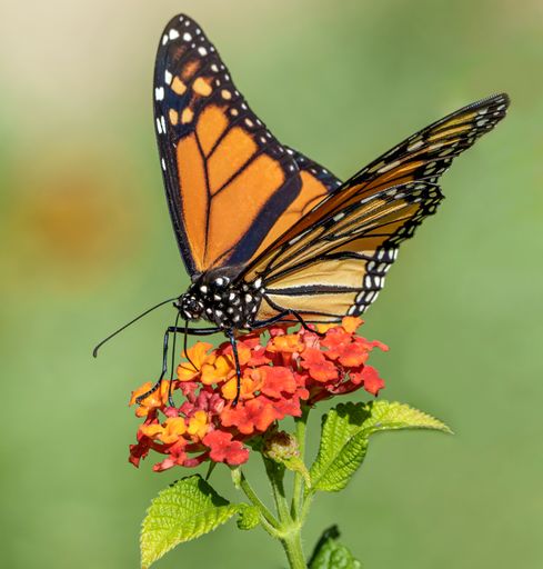 A closeup shot of a monarch butterfly on lantana blossoms