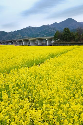 A large field of yellow flowers in front of the mountains