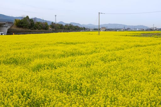 A large field of yellow flowers in front of the mountains