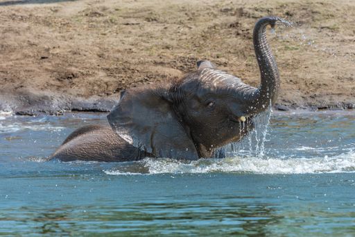 An African elephant frolicking in water near sandy terrain