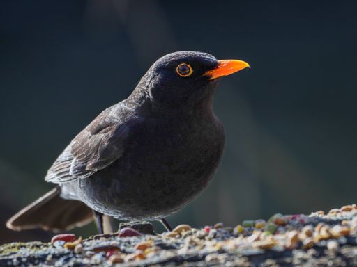 A blackbird perched on gravel and rocks in a natural habitat