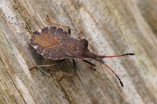Natural closeup on an overwintering dark grey squashbug, Enoplops scapha, warming up on a pole