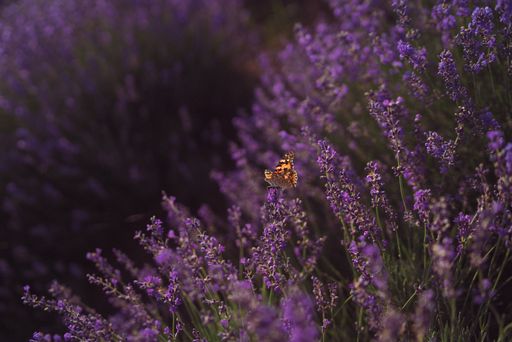 A selective focus shot of a butterfly on lavenders in a field