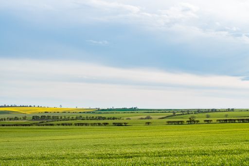 Horse grazing in a vast field amidst lush crops under a clear blue sky