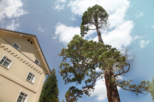 A low angle of a tall tree next to a modern house under a cloudy sky