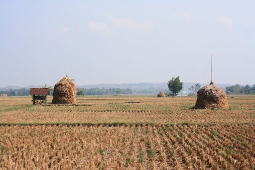 A beautiful view of harvesting in a field against a clear sky