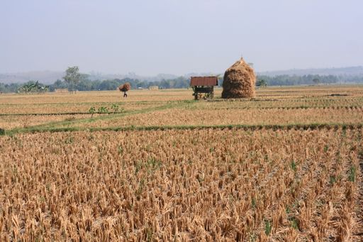 A beautiful view of harvesting in a field against a clear sky