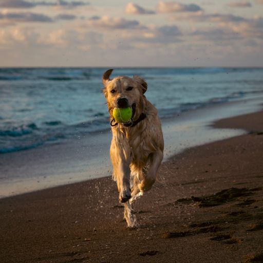 A golden retriever running on the sandy beach with a ball in its mouth