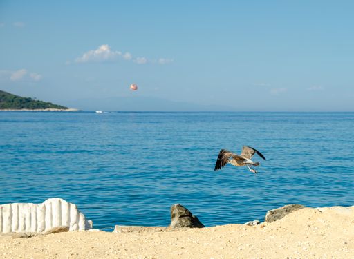 A seagull soaring over a sandy shore by the water