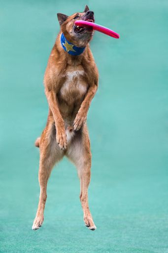 A frisbee dog Spring's Preserve Las Vegas