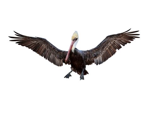 A Brown Pelican la Jolla Cove soaring in the sky with wings spread wide